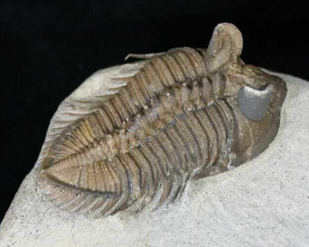 Tower Eyed Erbenochile Trilobite - #14675